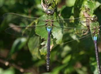 Common Green Darner Common Green Darner